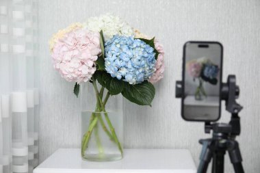 Güzel ortanca çiçeklerinin fotoğraflarını çekerken kapalı alanda akıllı telefonlar, seçici odaklanma