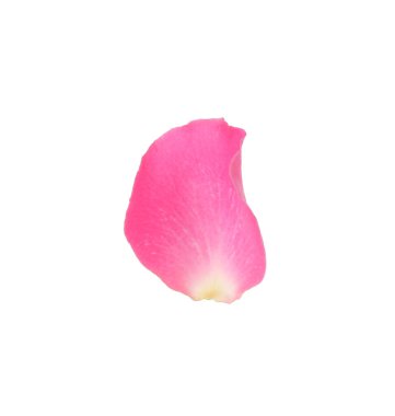 Yumuşak pembe gül yaprağı beyaz üzerinde izole