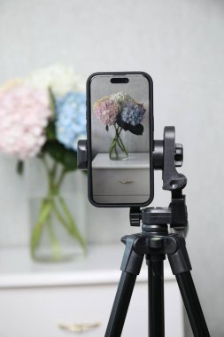 Güzel ortanca çiçeklerinin fotoğraflarını çekerken kapalı alanda akıllı telefonlar, seçici odaklanma