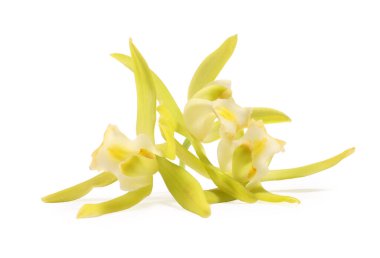 Beyaz üzerine izole edilmiş sarı vanilyalı orkide çiçekleri