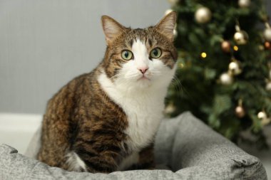 Evcil hayvan yatağında Noel ağacının yanında sevimli bir kedi.
