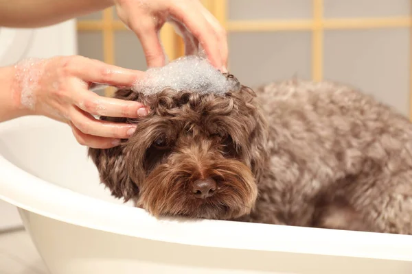 Woman washing her cute dog with shampoo in bathroom, closeup