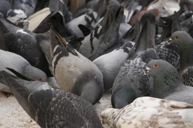 Şehir caddesinde beslenen güvercin sürüsü, yakın plan