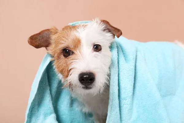 Portrait of cute dog with towel on beige background