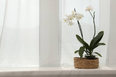 Pencere kenarında saksıda çiçek açan beyaz orkide, metin için alan