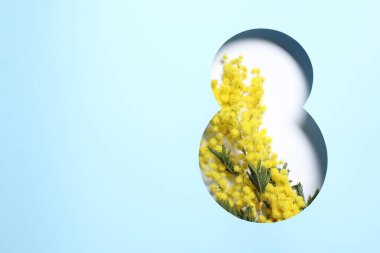 8 Mart tebrik kartı tasarımı, mimoza çiçekleri ve metin için alan, üst görünüm. Uluslararası Kadınlar Gününüz kutlu olsun.