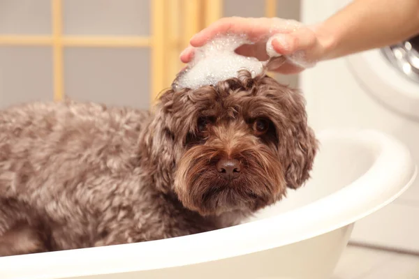 Woman washing her cute dog with shampoo in bathroom, closeup