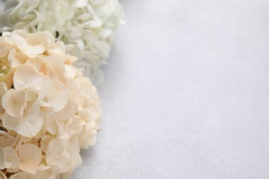 Işık desenli arka planda güzel pastel ortanca çiçekleri, yakın plan. Metin için boşluk