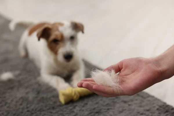 Pet shedding. Man showing pile of dog\'s hair to Jack Russell Terrier at home, closeup