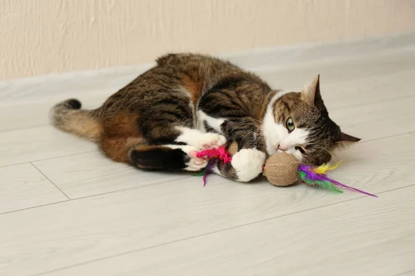 Cute cat playing with toy on floor at home. Lovely pet