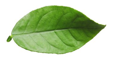 Yeşil Yaprak Limon Ağacı beyazda izole