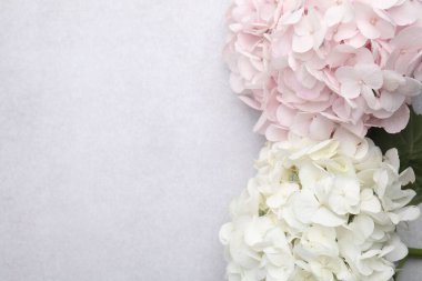 Işık desenli arka planda güzel pastel ortanca çiçekleri, üst manzara. Metin için boşluk