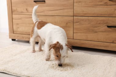 Şirin köpek, halıdaki ıslak noktanın yanında.