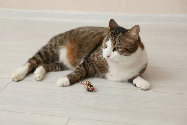 Cute cat with knitted toy on floor at home. Lovely pet