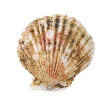 Taze kapalı deniz tarağı beyaz, üst görünümde izole