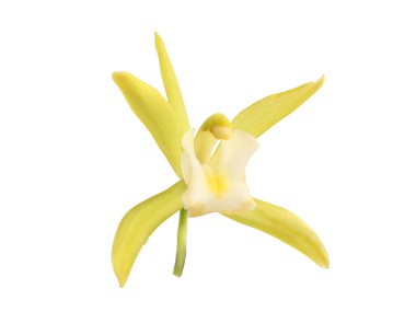 Beyaz üzerine izole edilmiş sarı vanilyalı orkide çiçeği