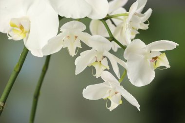 Bulanık arkaplanda güzel orkide çiçekleri olan dallar, yakın plan.