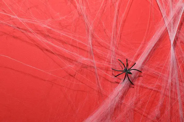 Cobweb Spider Red Background Top View — Stock Photo, Image