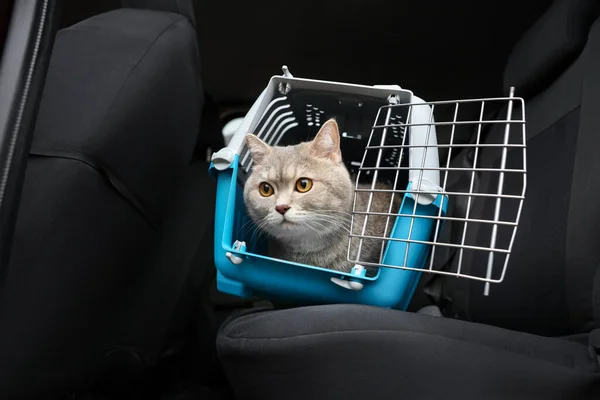 Viaje Com Animais Gato Bonito Transportadora Dentro Carro — Fotografia de Stock