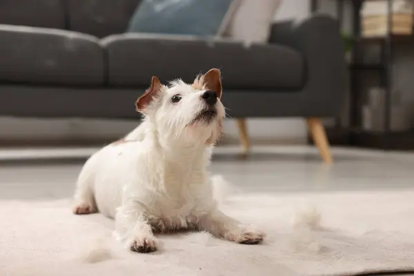 Cute dog lying on carpet with pet hair at home