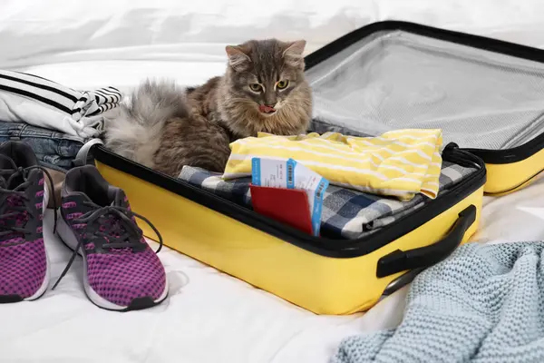 Travel with pet. Clothes, cat and suitcase on bed indoors