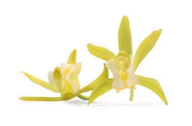 Beyaz üzerine izole edilmiş sarı vanilyalı orkide çiçekleri