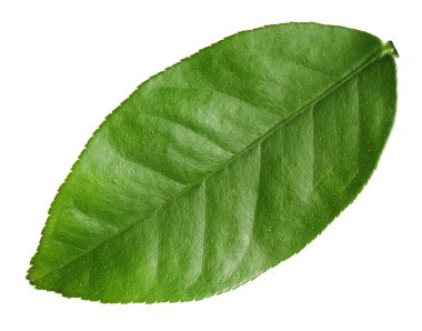 Yeşil Yaprak Limon Ağacı beyazda izole