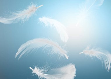 Yumuşak kuş tüyleri açık mavi arkaplana düşüyor