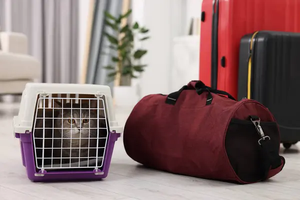 Travel with pet. Cute cat in carrier and bag at home