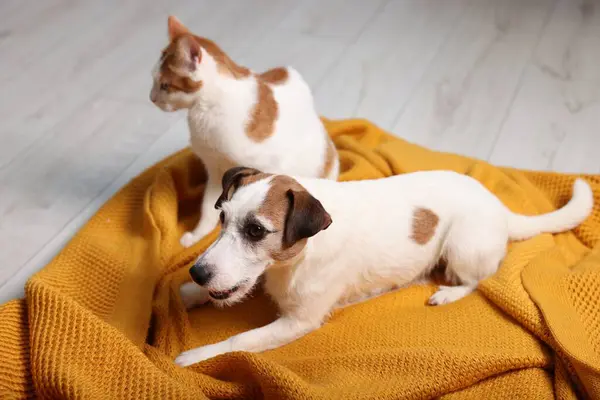 Cute cat and dog on orange blanket at home. Lovely pets