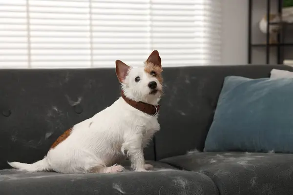 Cute dog sitting on sofa with pet hair at home