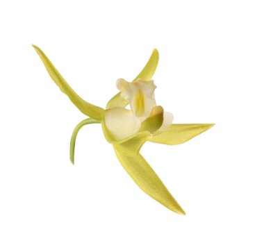Beyaz üzerine izole edilmiş sarı vanilyalı orkide çiçeği