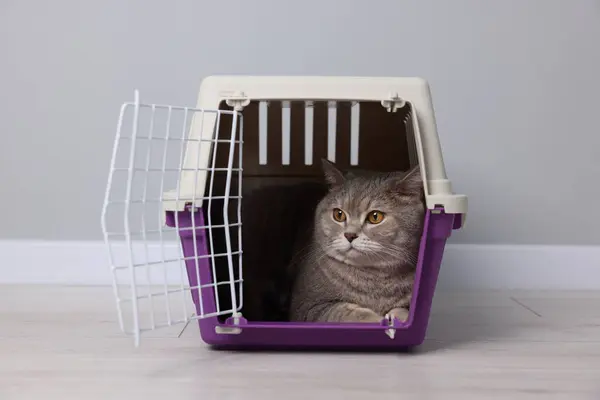 Travel with pet. Cute cat in carrier on floor near grey wall indoors