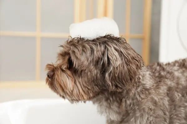 Cute dog with foam on its head in bath tub indoors