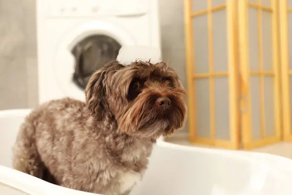 Cute dog with foam on its head in bath tub indoors, space for text