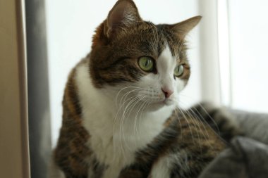 Evdeki sevimli kedi, yakın plan. Sevimli hayvan