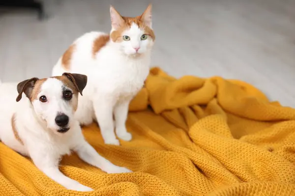 Cute cat and dog on orange blanket at home, space for text. Lovely pets