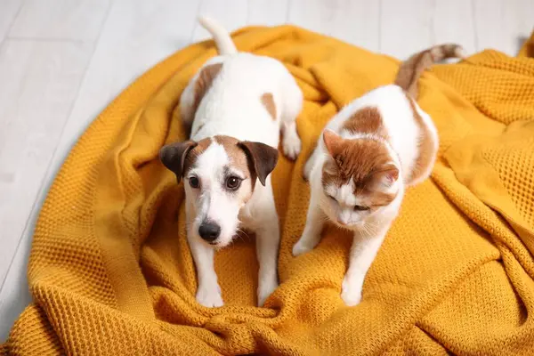 Cute cat and dog on orange blanket at home. Lovely pets