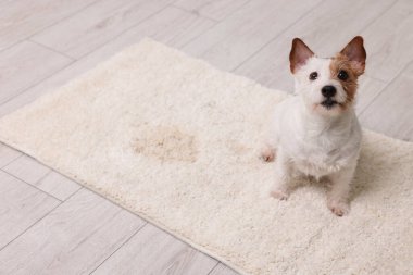 Şirin köpek, halıdaki ıslak noktanın yanında.