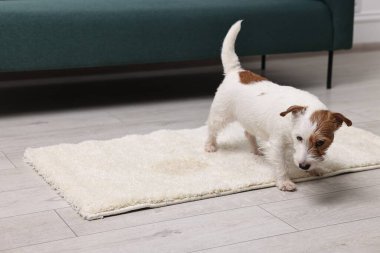 İçerideki halının ıslak kısmına yakın şirin bir köpek. Metin için boşluk