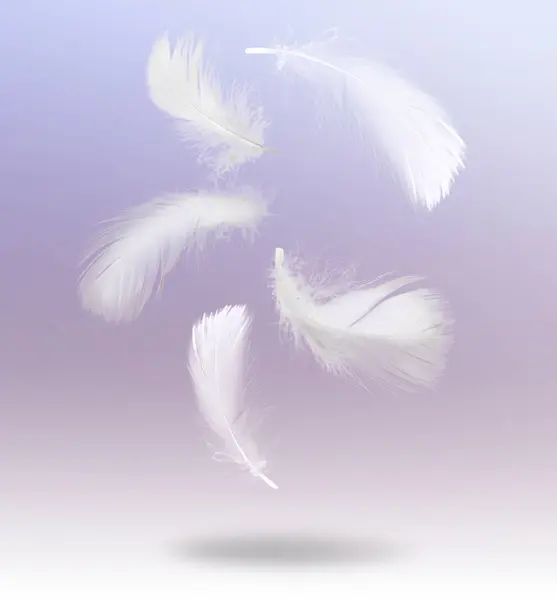 Fluffy bird feathers falling on violet background