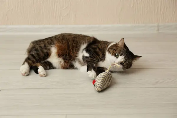 Cute cat with knitted toy on floor at home. Lovely pet