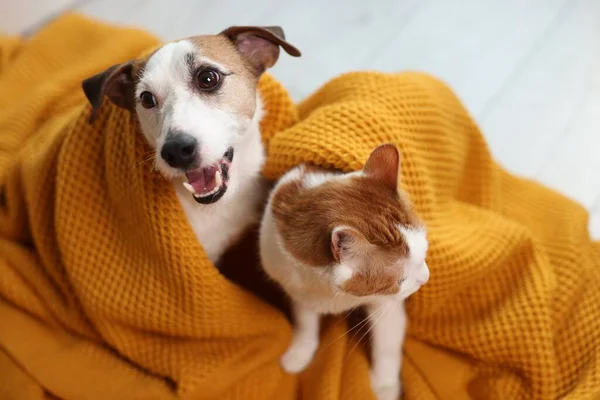 Cute cat and dog covered with orange blanket at home. Lovely pets