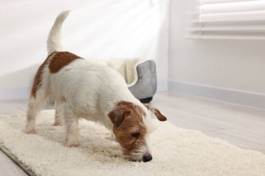 Şirin köpek, halıdaki ıslak noktanın yanında.