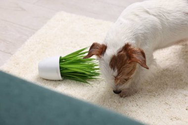 Evdeki halının üzerinde neredeyse devrilmiş sevimli bir köpek.