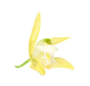 Beyaz üzerine izole edilmiş sarı vanilyalı orkide çiçeği