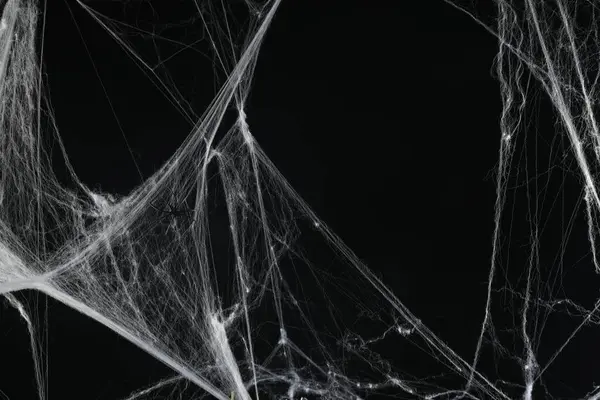 黑色背景下白色蜘蛛网上的蜘蛛 — 图库照片