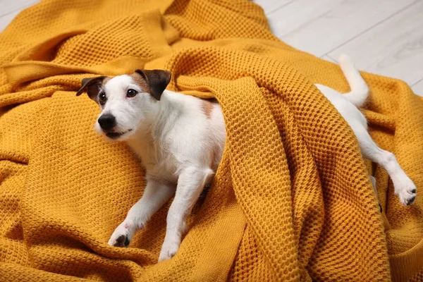 Cute dog covered with orange blanket at home. Lovely pet