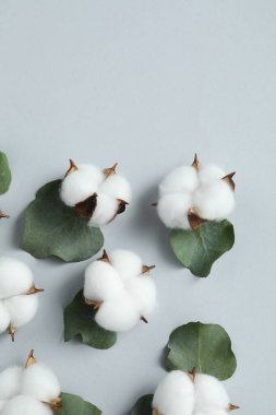 Pamuk çiçekleri ve okaliptüs yaprakları açık gri arka planda, düz yerde. Metin için boşluk