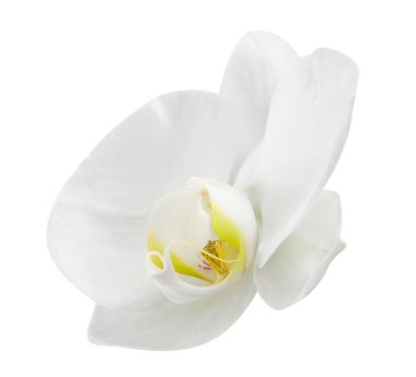 Güzel bir orkide çiçeği beyaza izole edilmiş.
